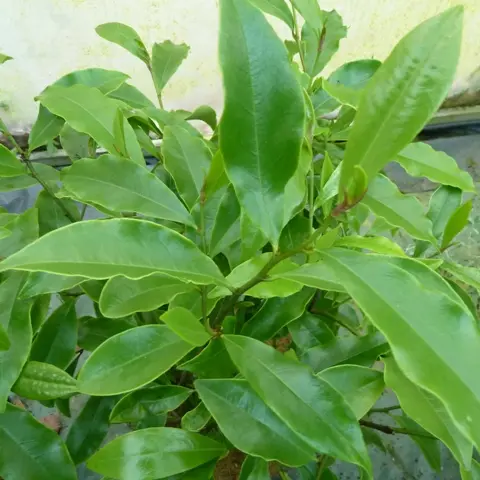 michelia figo P1030097.webp