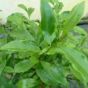 michelia figo P1030097.webp