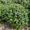 myrsine africana IMG_3117.webp