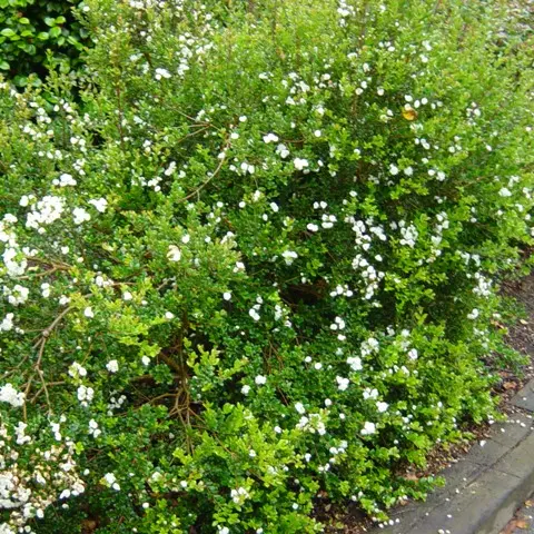 Myrthus apiculata  (juin 07)a.webp
