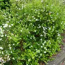 Myrthus apiculata  (juin 07)a.webp