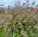 anisodonthea el rayo IMG_1294.webp