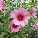 anisodonthea el rayo P1040164.webp