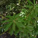 Banksia integrifolia (aout 04 Roscoff).webp