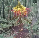 Caesalpina giliesii IMG_5244.webp