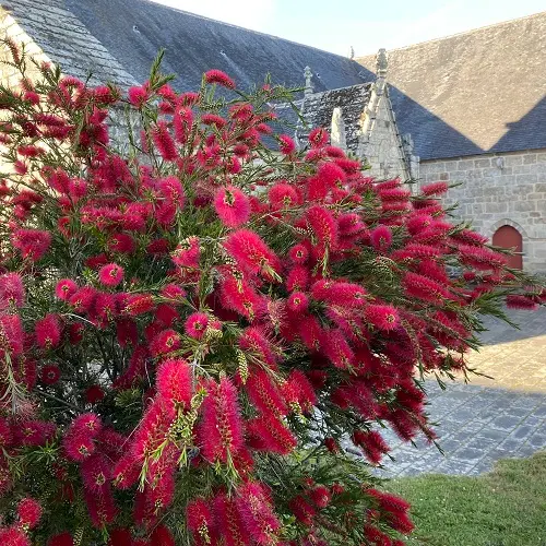 Callistemon rigidus IMG_5665.webp