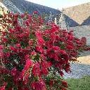 Callistemon rigidus IMG_5665.webp
