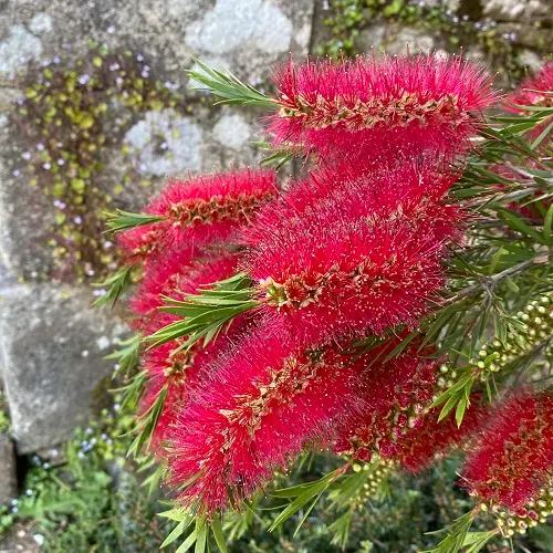 Callistemon rigidus IMG_5668.webp