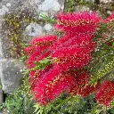 Callistemon rigidus IMG_5668.webp