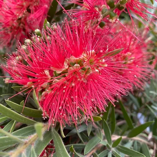 Callistemon rigidus IMG_3677.webp