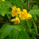 Cassia corymbosa (juillet 03).webp