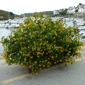 cassia corymbosa  099.webp