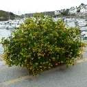 cassia corymbosa  099.webp