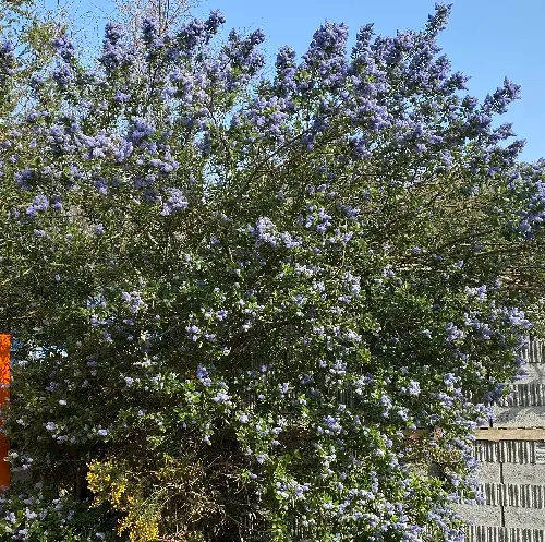 ceanothus arboreus ‘trewithen blue’ IMG_5028.webp
