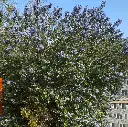 ceanothus arboreus ‘trewithen blue’ IMG_5028.webp
