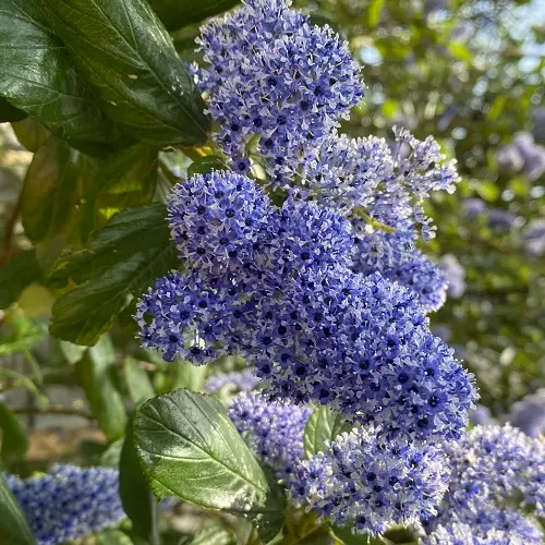 ceanothus arboreus ‘trewithen blue’ IMG_5031.webp