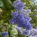 ceanothus arboreus ‘trewithen blue’ IMG_5031.webp