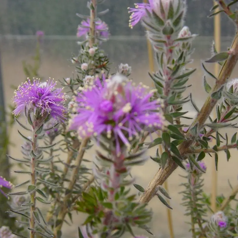 melaleuca-squamea-ladan.webp