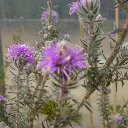 melaleuca-squamea-ladan.webp