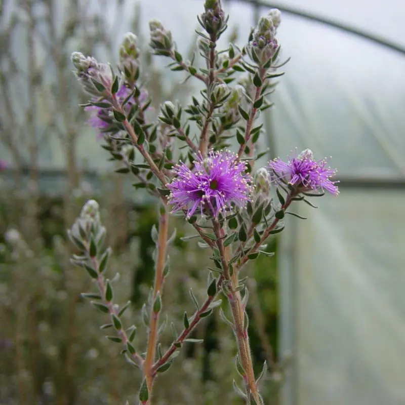 melaleuca-squamea-pepinieres ladan.webp