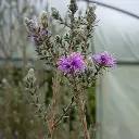 melaleuca-squamea-pepinieres ladan.webp