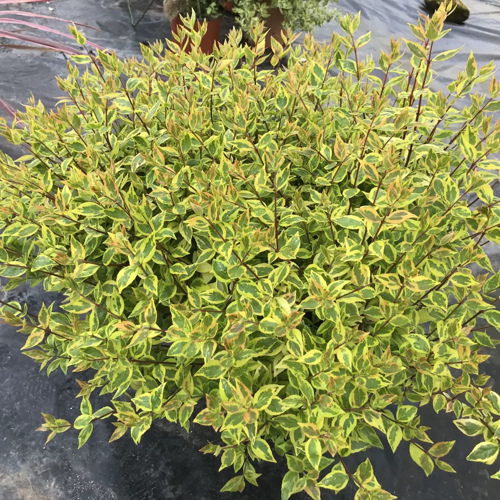 abelia-grandiflora-sarabande-ladan pepinieres.webp