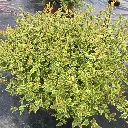 abelia-grandiflora-sarabande-ladan pepinieres.webp