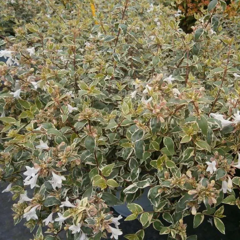 Abelia-grandiflora-Ladan Pépinières.webp