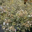 Abelia-grandiflora-Ladan Pépinières.webp