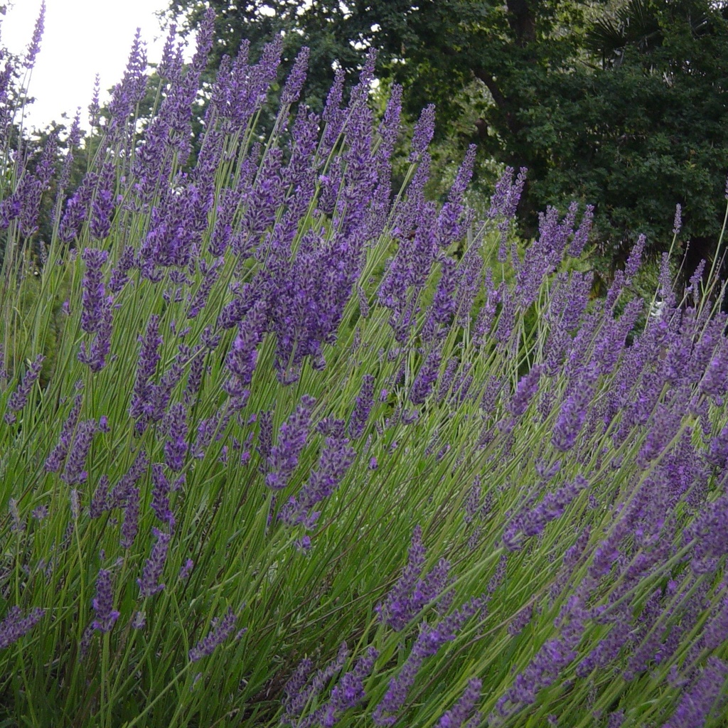 Lavande Grosso - Lavandin - Lavandula Intermedia Grosso