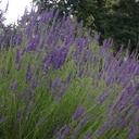 Lavande Grosso - Lavandin - Lavandula Intermedia Grosso