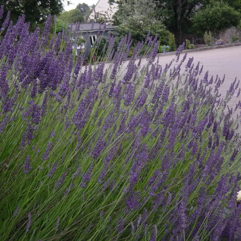 lavandula grosso-ladan.webp