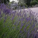 lavandula grosso-ladan.webp