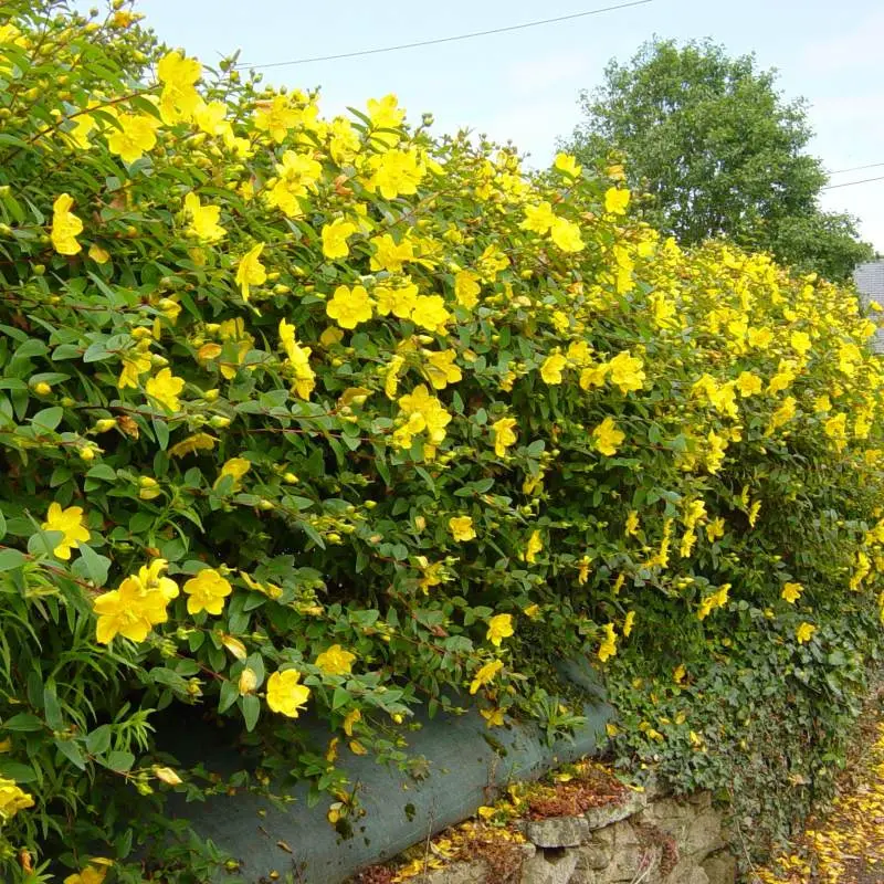 hypericum-hidcote-pepinieres ladan.webp