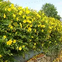 hypericum-hidcote-pepinieres ladan.webp