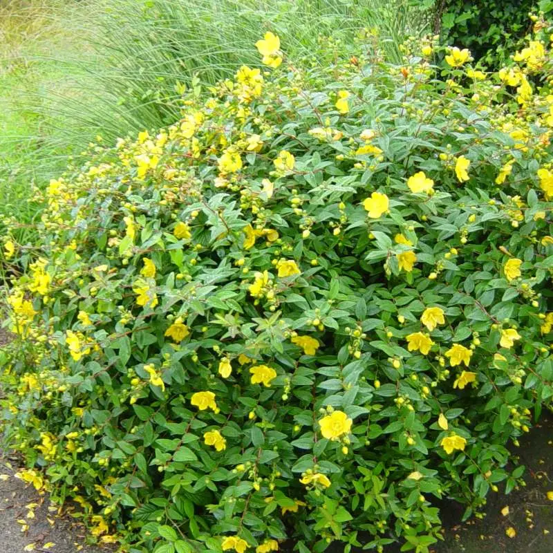 hypericum-hookerianum-hidcote-ladan.webp