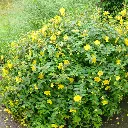 hypericum-hookerianum-hidcote-ladan.webp