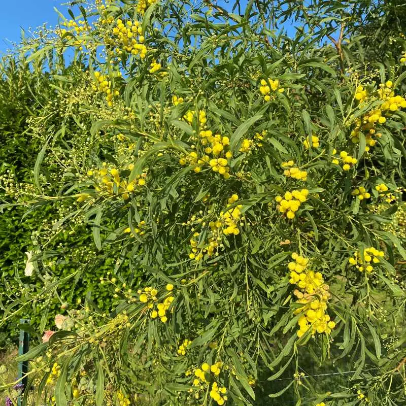 acacia-retinodes-palme d'or.webp
