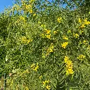 acacia-retinodes-palme d'or.webp