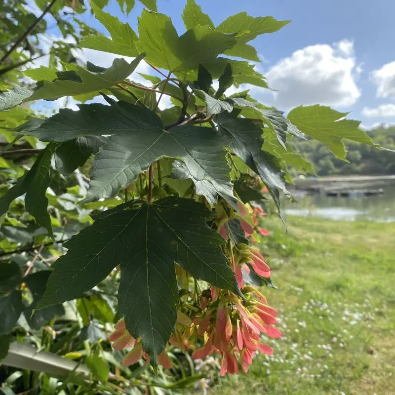 Acer-pseudoplatanus.webp
