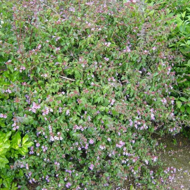 Abelia-Edward-Gaucher.webp