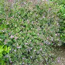 Abelia-Edward-Gaucher.webp