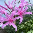 Amaryllis Belladona