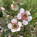 Leptospermum Lanigerum Mesmer Eyes