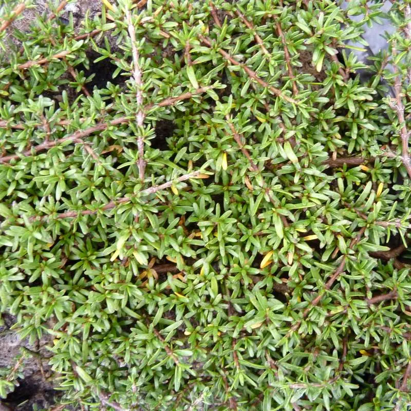 Coprosma Acerosa