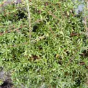 Coprosma Acerosa