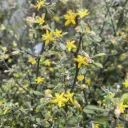 Corokia Cotoneaster