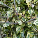 Corokia Virgata Sunsplash