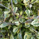 Corokia Virgata Sunsplash - Corokia Pananché