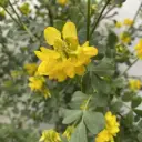 Coronilla Emerus - Coronille des jardins